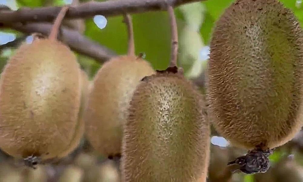 Naturalna równowaga